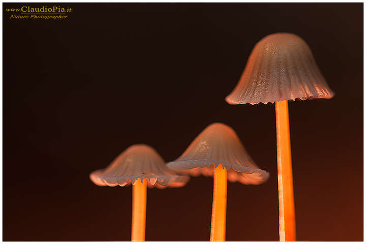 Funghi, toadstools, fungi, fungus, val d'Aveto, Nature photography, macrofotografia, fotografia naturalistica, close-up, mushrooms